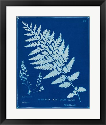 Framed Cyanotype Ferns IV Print