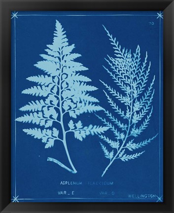 Framed Cyanotype Ferns V Print