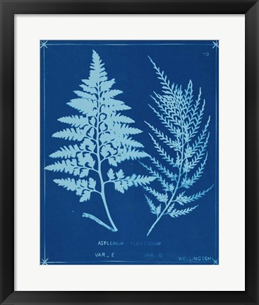 Framed Cyanotype Ferns V Print