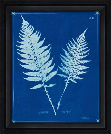 Framed Cyanotype Ferns VI Print