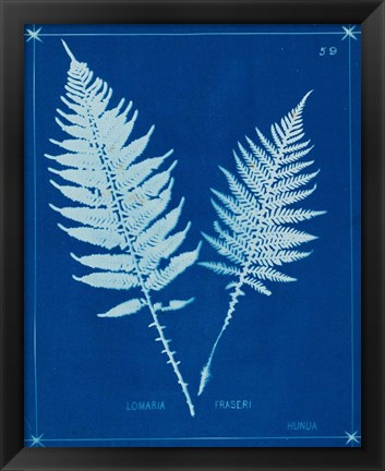 Framed Cyanotype Ferns VI Print