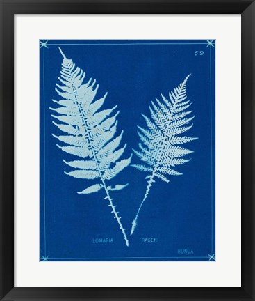 Framed Cyanotype Ferns VI Print