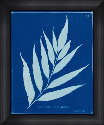 Framed Cyanotype Ferns VII Print