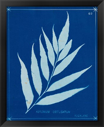 Framed Cyanotype Ferns VII Print