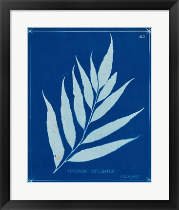 Framed Cyanotype Ferns VII Print