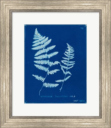 Framed Cyanotype Ferns VIII Print