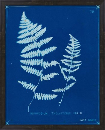 Framed Cyanotype Ferns VIII Print