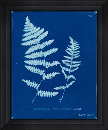 Framed Cyanotype Ferns VIII Print