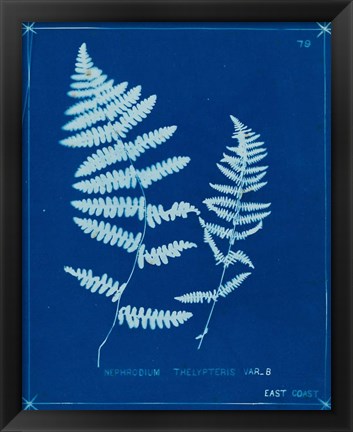 Framed Cyanotype Ferns VIII Print