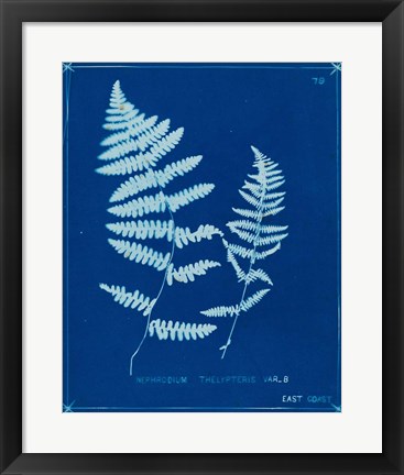 Framed Cyanotype Ferns VIII Print