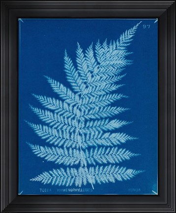 Framed Cyanotype Ferns IX Print