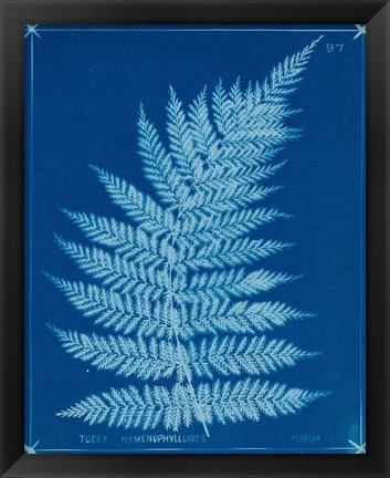 Framed Cyanotype Ferns IX Print