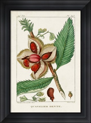 Framed Turpin Foliage &amp; Fruit II Print