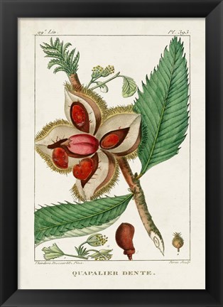 Framed Turpin Foliage &amp; Fruit II Print