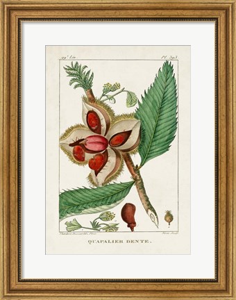 Framed Turpin Foliage &amp; Fruit II Print