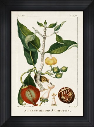 Framed Turpin Foliage &amp; Fruit III Print