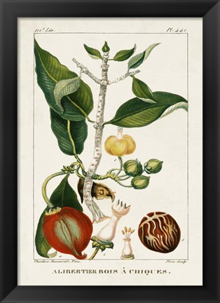 Framed Turpin Foliage &amp; Fruit III Print