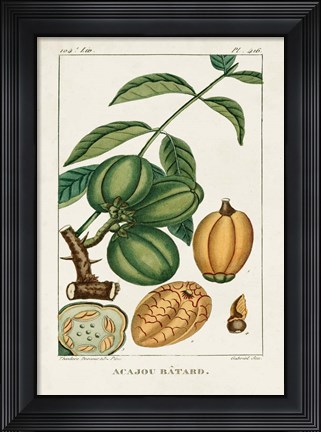 Framed Turpin Foliage &amp; Fruit IV Print