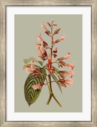 Framed Botanical Array I Print