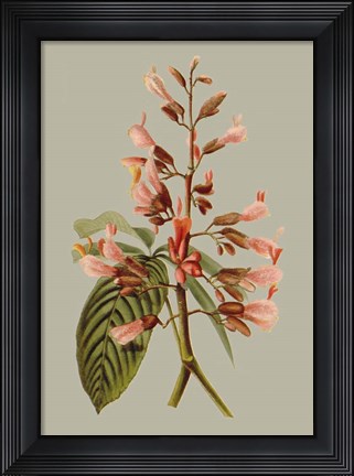 Framed Botanical Array I Print