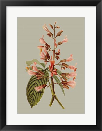 Framed Botanical Array I Print
