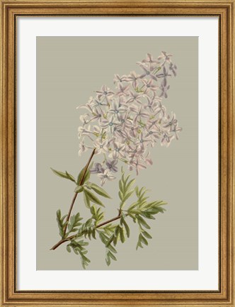Framed Botanical Array II Print