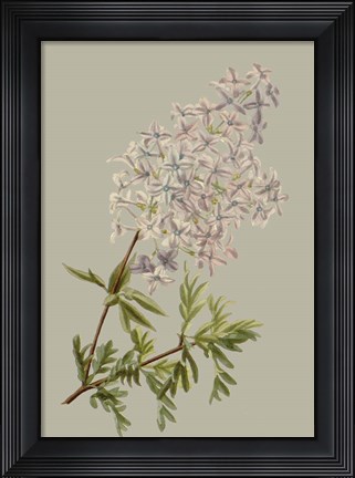 Framed Botanical Array II Print