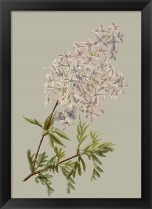 Framed Botanical Array II Print