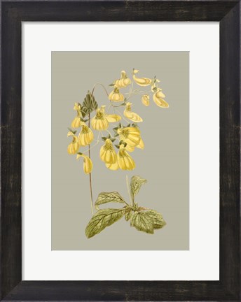 Framed Botanical Array III Print