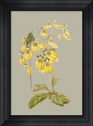 Framed Botanical Array III Print