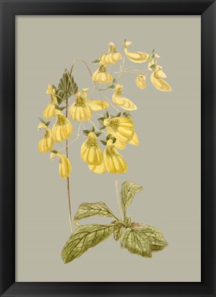 Framed Botanical Array III Print