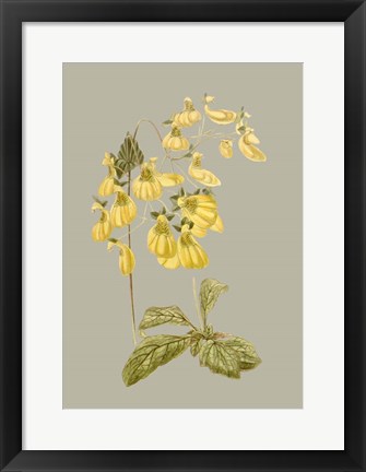 Framed Botanical Array III Print