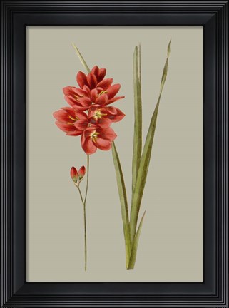 Framed Botanical Array IV Print