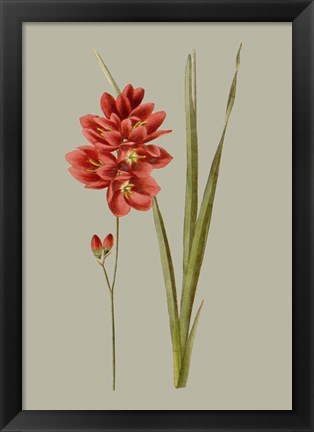 Framed Botanical Array IV Print