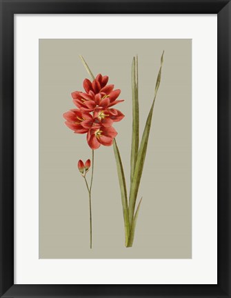 Framed Botanical Array IV Print