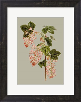 Framed Botanical Array V Print