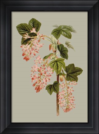 Framed Botanical Array V Print