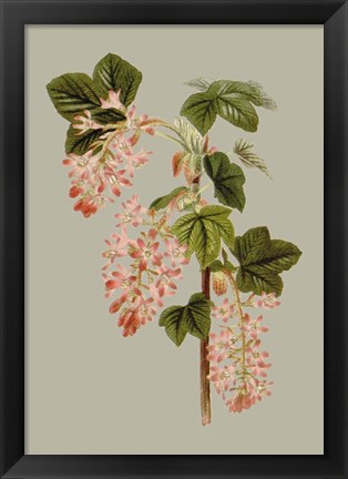 Framed Botanical Array V Print