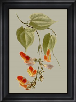 Framed Botanical Array VI Print