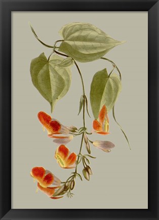 Framed Botanical Array VI Print