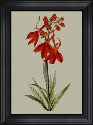 Framed Botanical Array VII Print