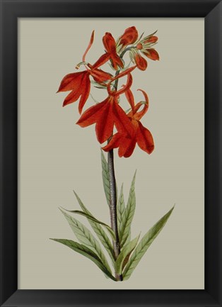 Framed Botanical Array VII Print