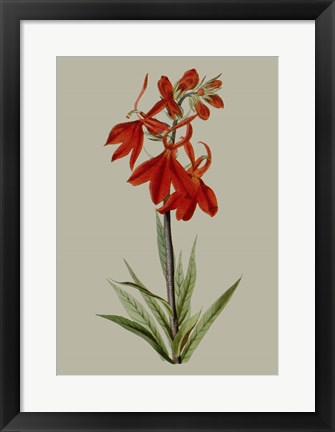 Framed Botanical Array VII Print