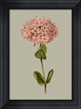 Framed Botanical Array VIII Print