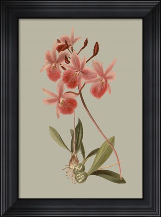 Framed Botanical Array IX Print