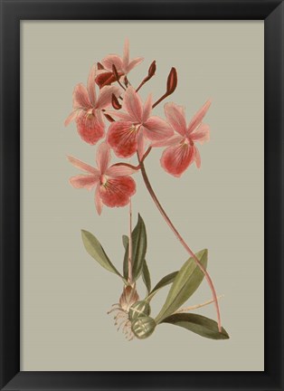 Framed Botanical Array IX Print