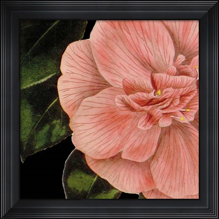 Framed Dramatic Camellia I Print
