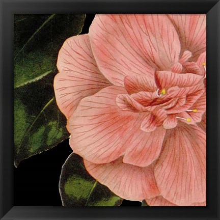 Framed Dramatic Camellia I Print