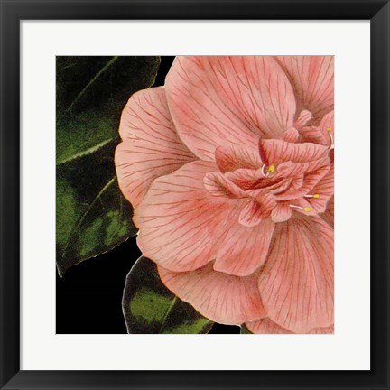 Framed Dramatic Camellia I Print