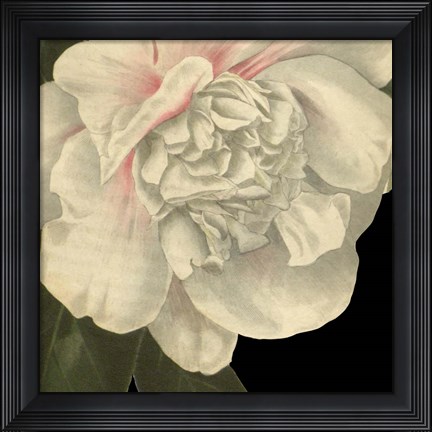 Framed Dramatic Camellia II Print